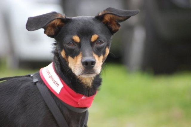 Suche ein nettes Zuhause - Hunde - Düsseldorf