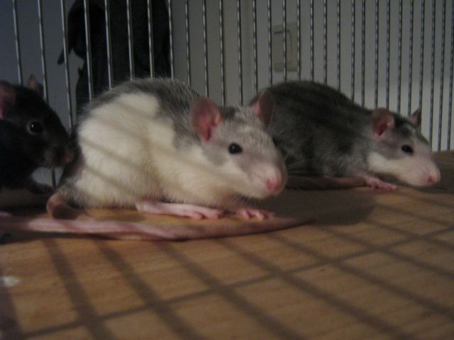 3 süße Ratten samt Zubehör zu verkaufen - Ratten - Bremervörde