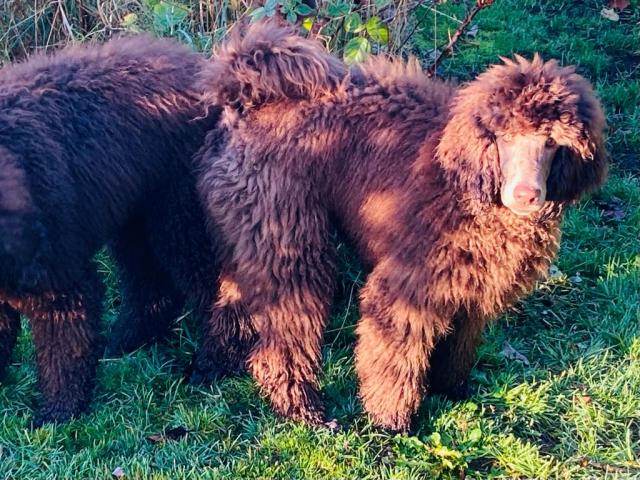 Pudel-Königspudel - Hallo??? Wo haben sich unsere Eltern versteckt??? - Hunde - Eberswalde