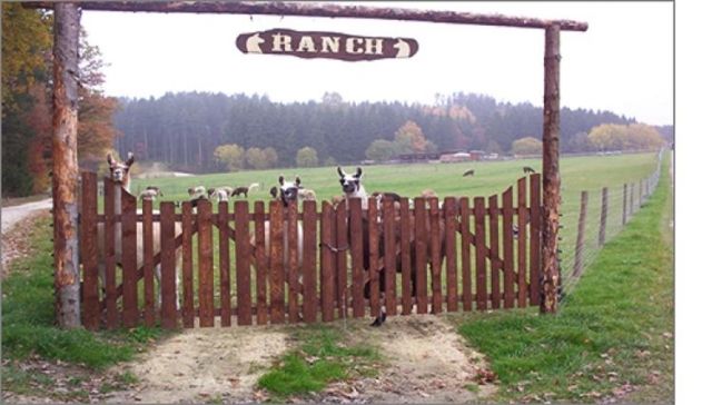 Tag der offenen Tür / LamaRama  - Sonstiges - Heretsried