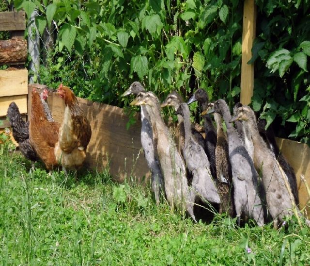 Indischen Laufenten  schneckenfresser  zu verkaufen  - Nutztiere - Stolk