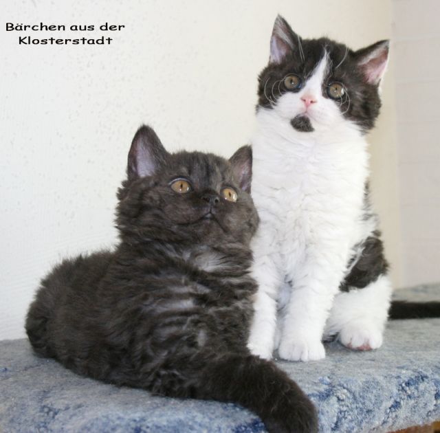 Selkirk Rex Lockenteddy aus liebevoller Zucht - Katzen - 47475 NRW