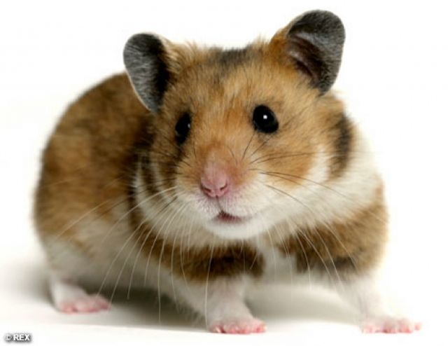Hamster zuverschenken  - Hamster - koblenz