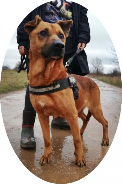 BUKSI -  56 cm - SUCHT EIN ZUHAUSE! (aus dem Tierschutz) - Hunde - Neuss