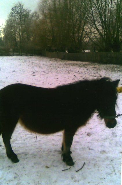 Verkaufe Ponystute - Pferde - Haldensleben