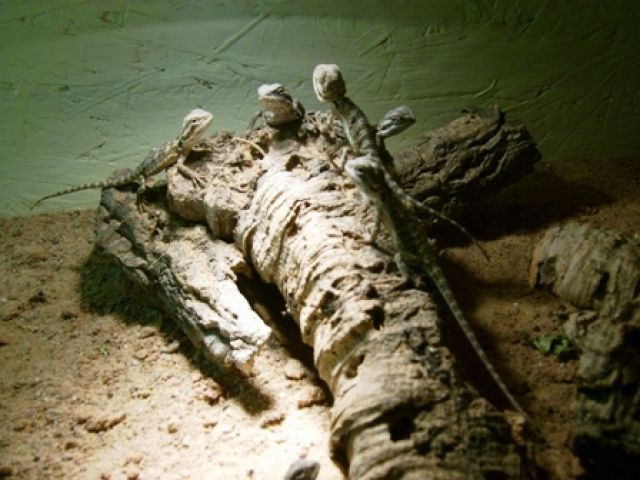 Junge Bartagamen zu verkaufen    - Reptilien - Haßfurt