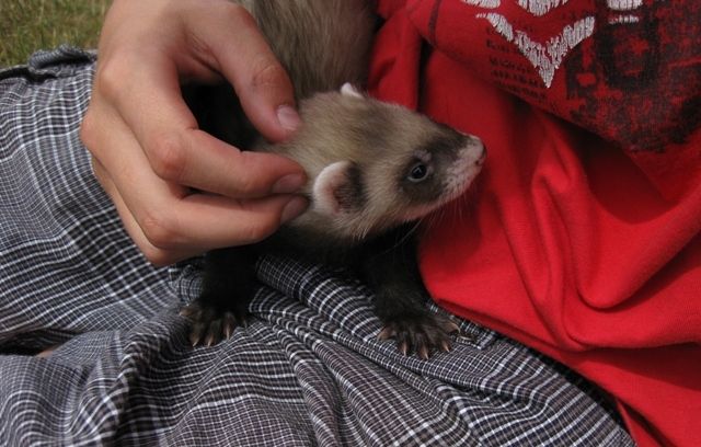 Dosenöffner gesucht - Frettchen - castrop rauxel