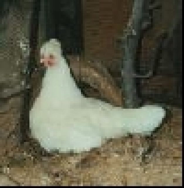 Www.          wassergefluegel                    .info - Sonstige Nutztiere - 