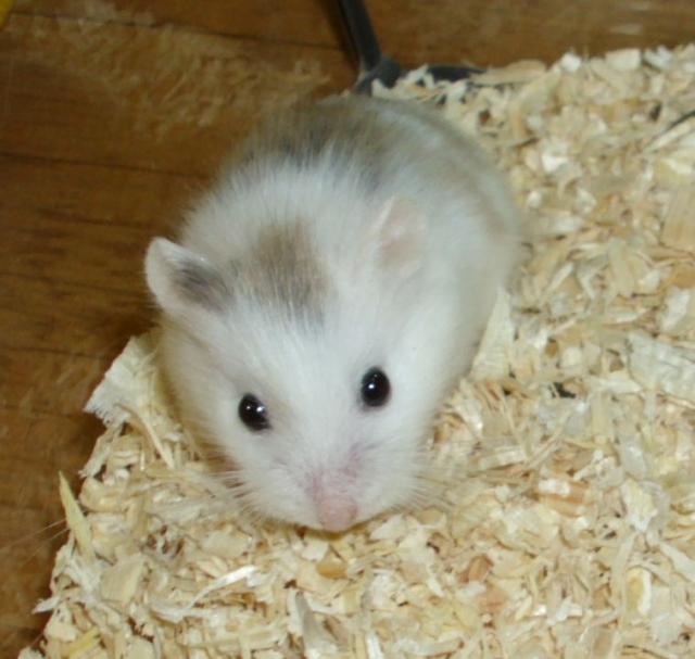 Gescheckter Roborowski Zwerghamster, männlich, junger Hamster - Hamster - Moringen