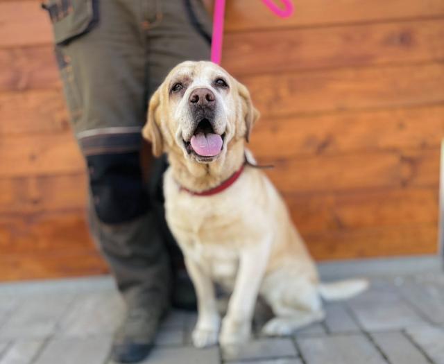 Manawa - lieb, verschmust - Hunde - Nova Bana