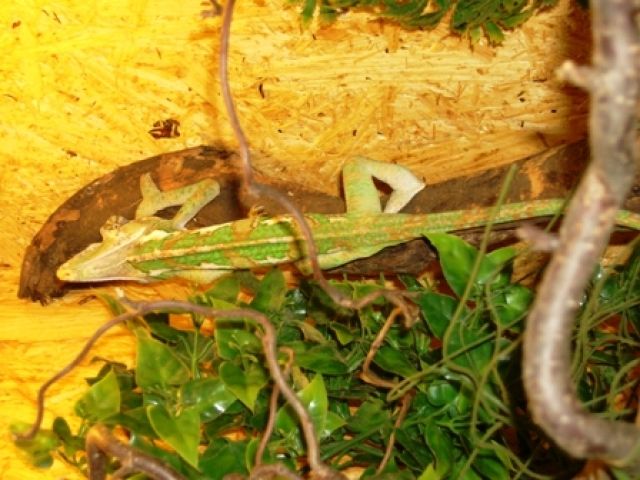 Jemen Chamäleon zu verkaufen     - Reptilien - Haßfurt