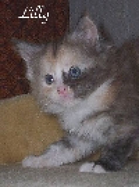 5 typvolle Maine Coon Kitten abzugeben! - Katzen - Recklinghausen