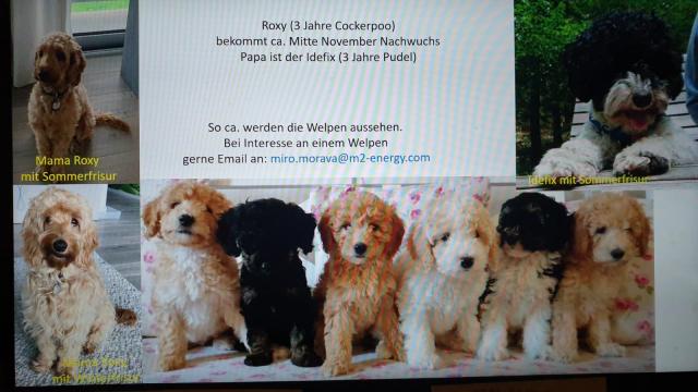 Cockapoo     - Hunde - Nürtingen