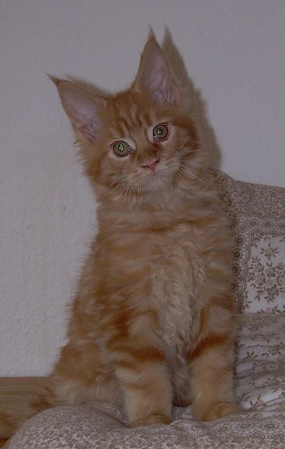 Besonders große und hübsche Maine Coon-Babys - Katzen - Sehnde