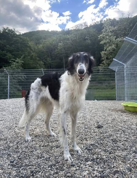 Anfisa – Junge, sanfte Barsoi-Hündin - Hunde - Nova Bana