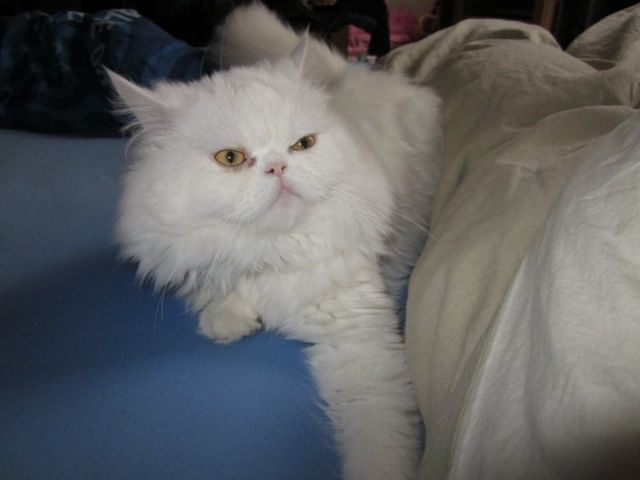 Perser-Main-Coon-Mix  Schneeweiß  - Katzen - Selm