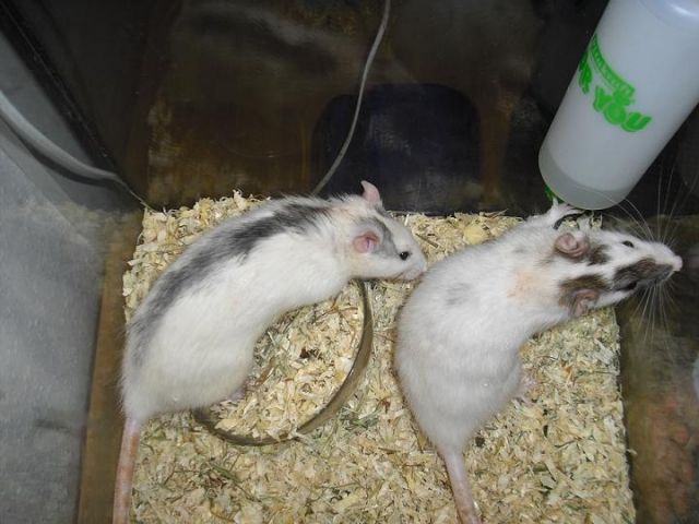Wunderschönes Rattenmännchen abzugeben - Ratten - Geesthacht