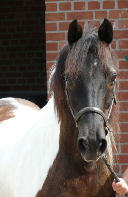 Reitbeteiligung für Lewitzer gesucht, 21224 Rosengarten Harburg - Reitbeteiligung - Hamburg