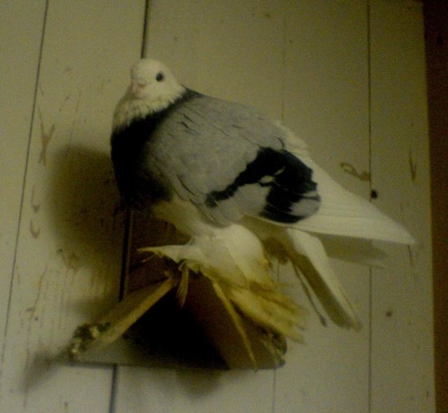 Einige schöne männliche Tauben zu verkaufen  - Voegel - Rheda- Wiedenbrück