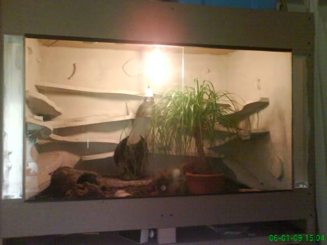 Verkaufe terrarium mit drei Leopardgeckos - Terrarien - Duisburg