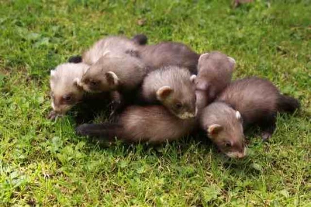 Junge Frettchen - Frettchen - datteln