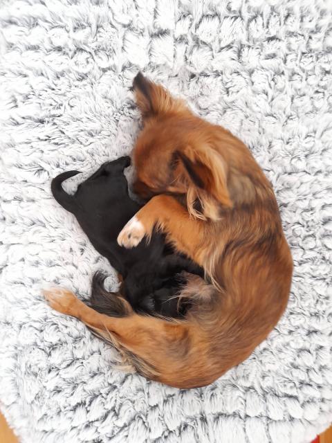 Chihuahua Welpe* Rüde*  - Hunde - Elze