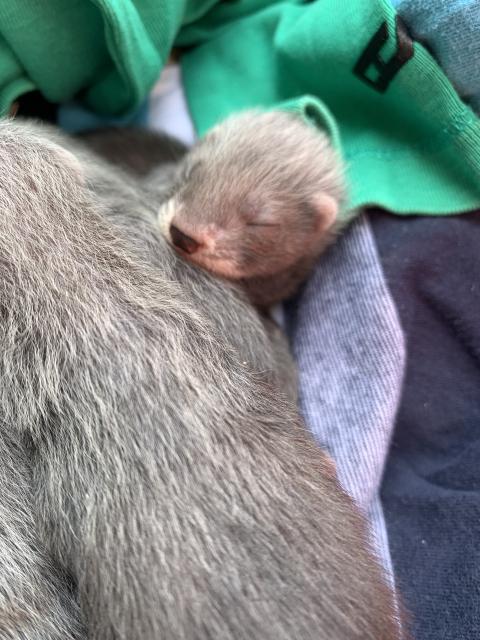 Frettchen Welpen  - Frettchen - Hollingstedt 