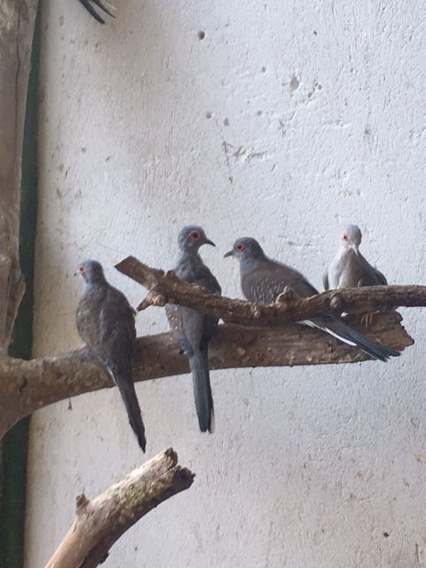 Rein wilfarbige Diamanttäubchen abzugeben - Voegel - Allendorf/ Lumda
