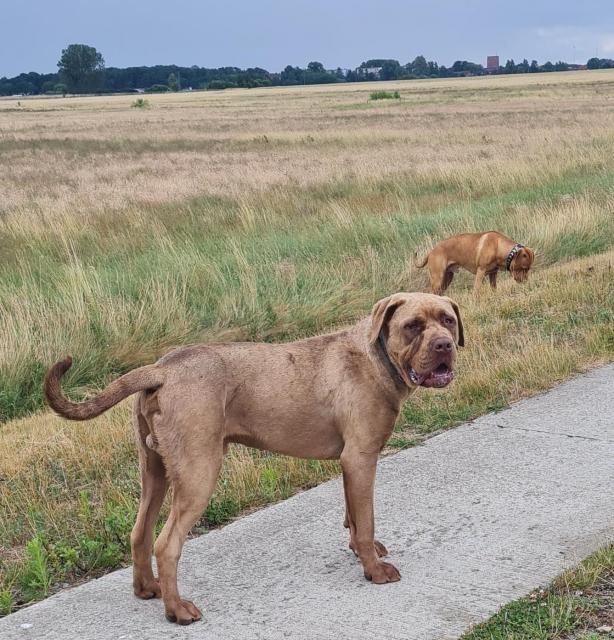 Romaner Antikdogge - Haustiere - Loitz 