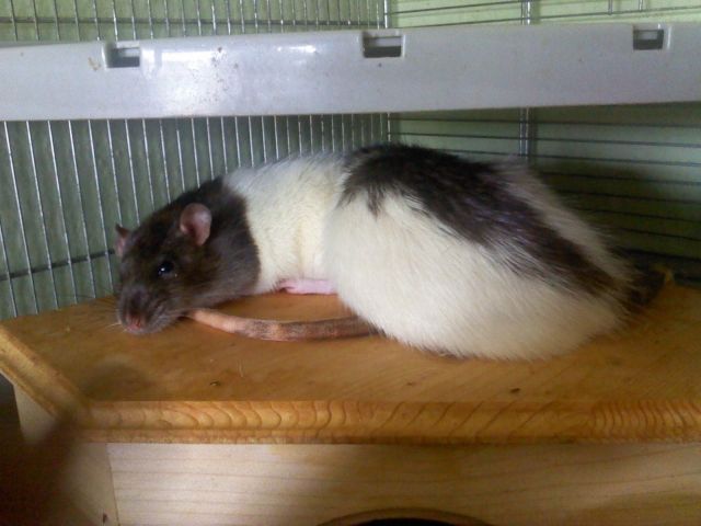 4 Rattenböcke DRINGEND abzugeben - Ratten - dahme/mark