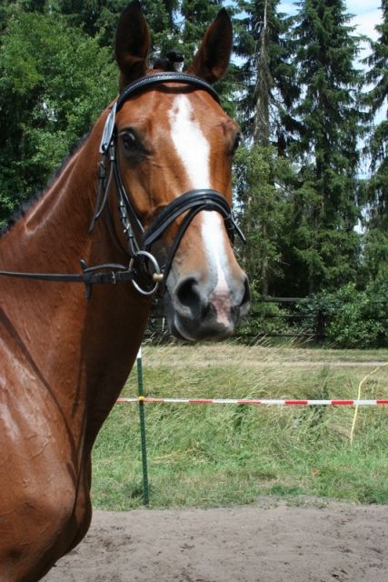 Suche zuverlässige Reitbeteiligung - Reitbeteiligung - Nienburg