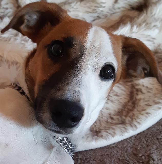 Jack russell terrier hündin - Haustiere - Bayern - Günzburg