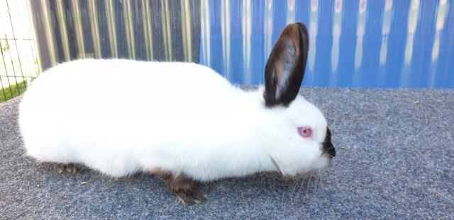 Russen Kaninchen aus Meisterzucht. - Hasen Kaninchen - Stollberg OT Oberdorf