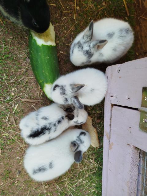 Kaninchenbabys  - Hasen Kaninchen - Wartmannsroth