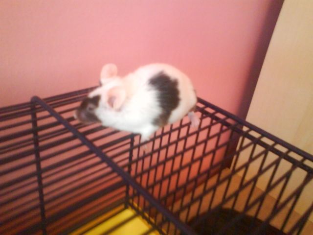 Maus gegen Zwerghamster ?  - Maeuse - Augsburg