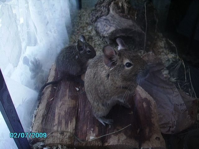 Degus, männlich und weiblich - Nagetiere Allgemein - Tönning