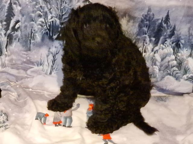 Knuffige Goldendoodle /Hütehund/CainTerrier, Mischlingswelpen abzugeben - Hunde - Falkensee