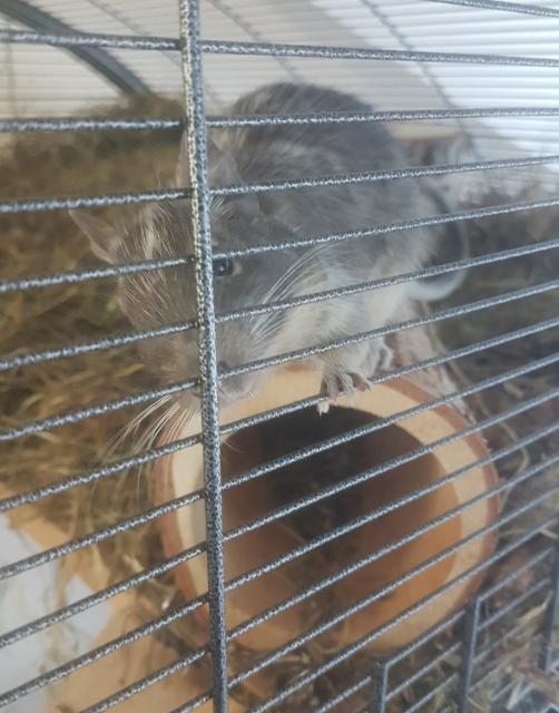 Degus suchen neues Zuhause - Sonst Nagetiere - Berlin