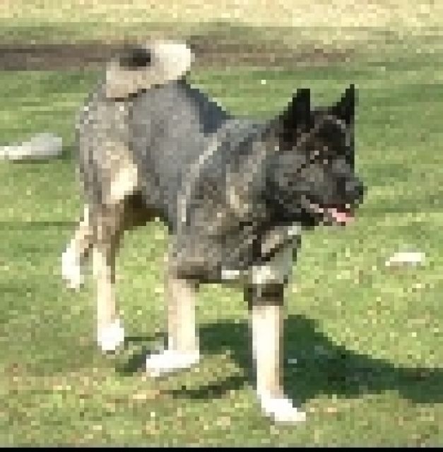 American Akita Bandit sucht ein neues zu Hause - Tiere In Not - 