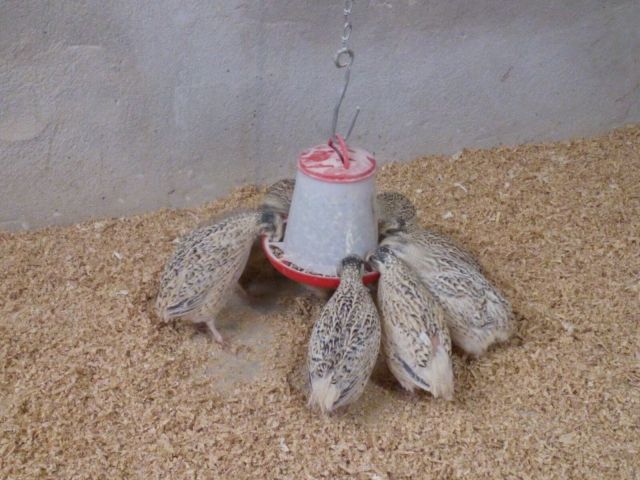 Wachtel , Legewachtel - Voegel - Nassau