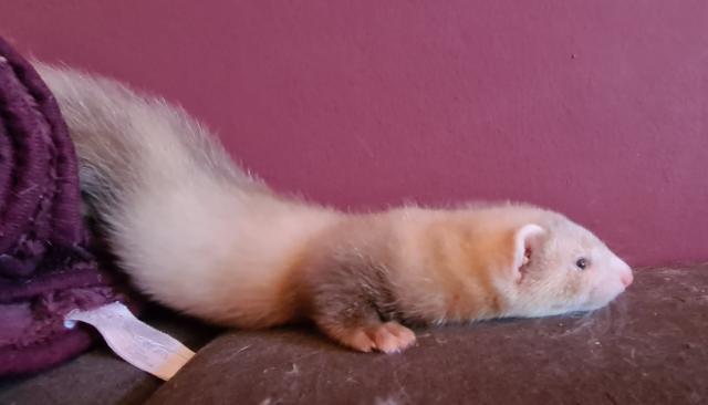 Noch 3 junge Frettchen Rüden - Frettchen - Gifhorn 