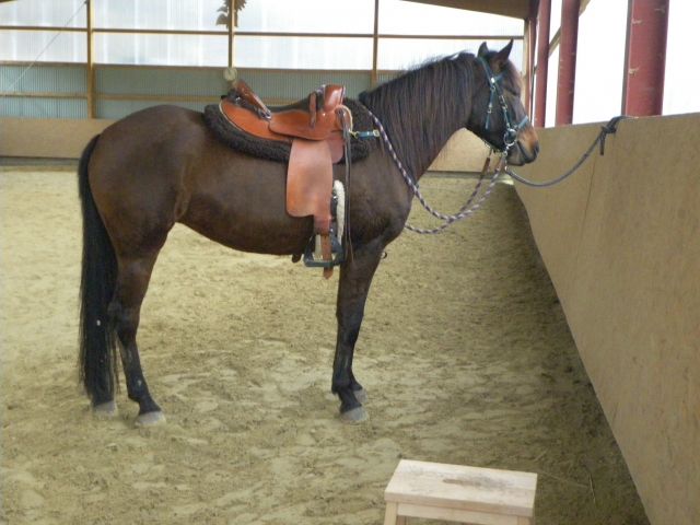 Suche kompetente, zuverlässige RB nach 57234 Wilnsdorf -OT - Reitbeteiligung - Wilnsdorf
