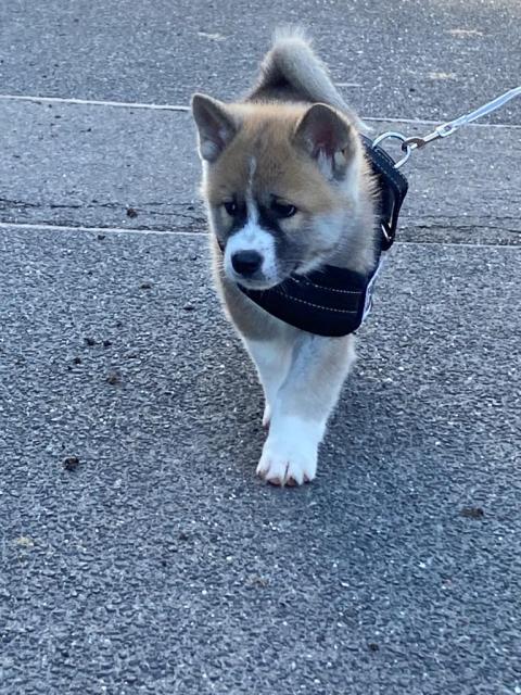 Reinrassige Akita Inu Welpen  - Hunde - Simmerath 
