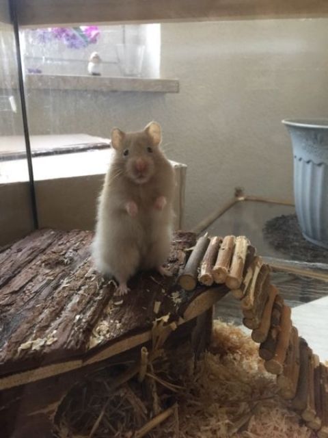 Not Hamster-Kinder suchen - Hamster - Ausleben