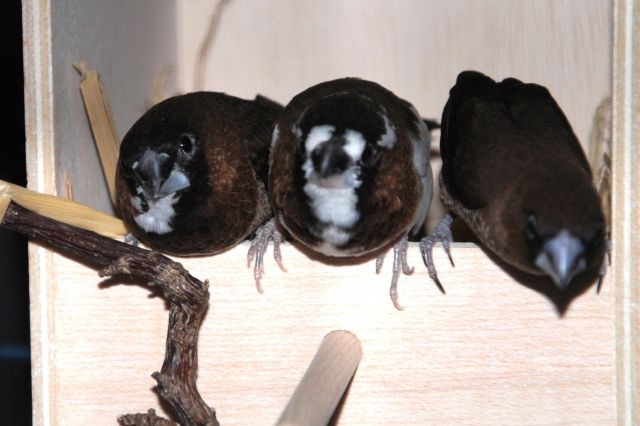 Japanische Mövchen zu verkaufen - Voegel - Niedereschach