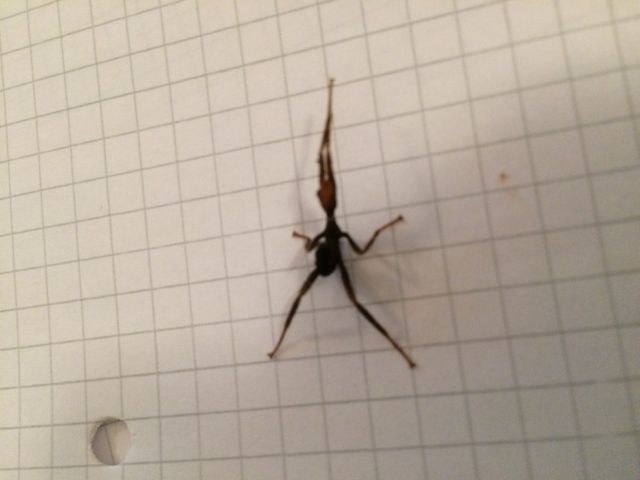 Australische Gespentschrecken - Extatosoma tiaratum - Insekten - Braunschweig 