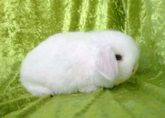 NHD miniwidder abzugeben - Hasen Kaninchen - Bottrop