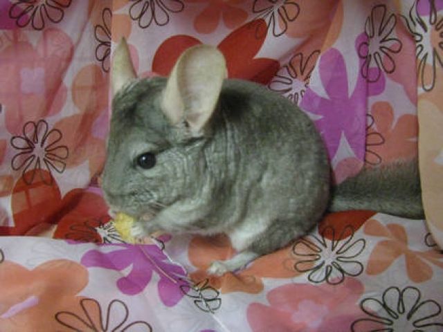 2 chinchilla Männchen - Nagetiere Allgemein - Kalkar