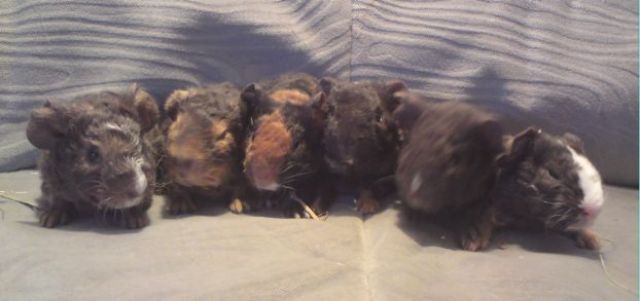 Meerschweinchenzucht hat Babys & ältere abzugeben - Meerschweinchen - Schwarzenbek