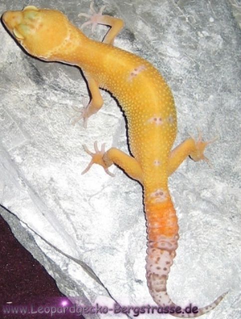 PLZ 64625, Verschiedene Leopardgeckos abzugeben - Reptilien - Bensheim